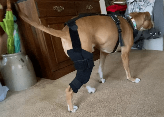коленный бандаж для собак
