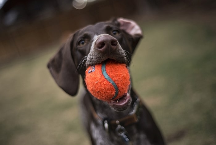 теннисные мячи могут стать причиной удушья у собак