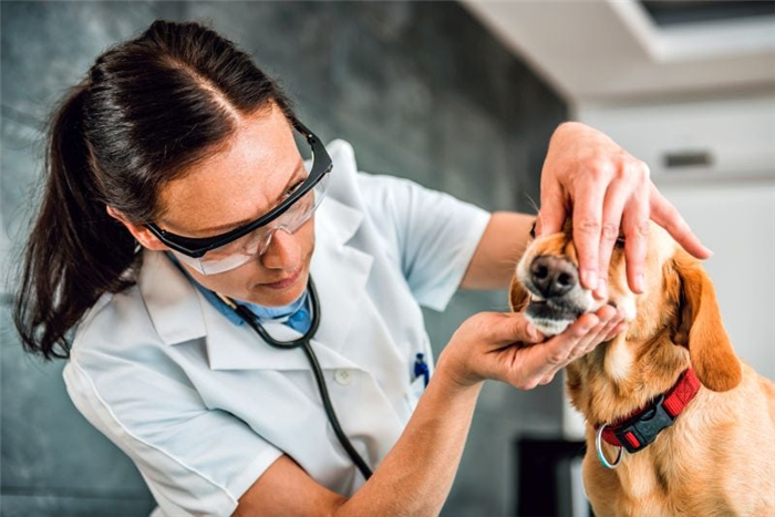 как ветеринары лечат сломанные зубы