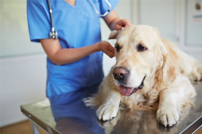 медицинские проблемы могут заставить собаку есть палочки