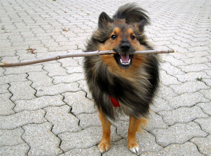 как отучить собаку есть палочки
