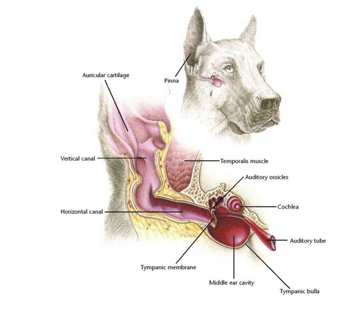 антомия ушей у собак