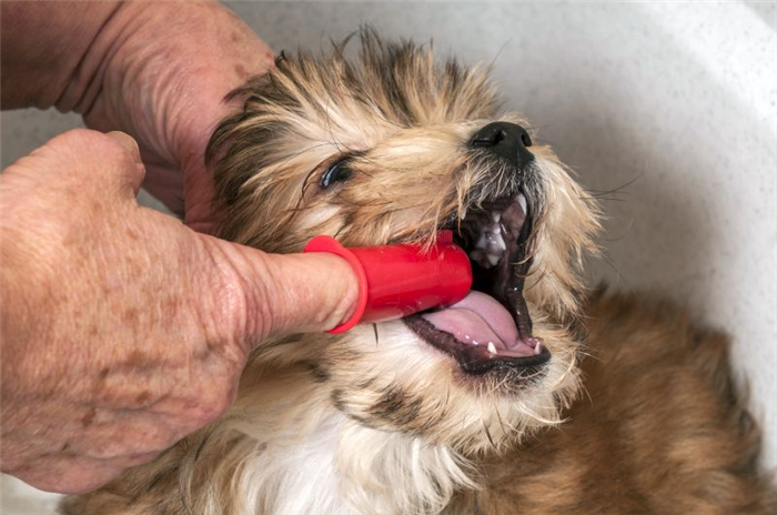 чистить зубы собаке
