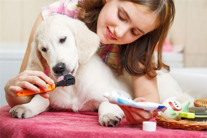 как сделать зубную пасту для собак своими руками