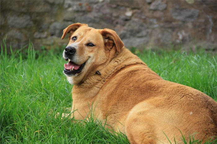 собаки с избыточным весом подвержены дисплазии тазобедренного сустава