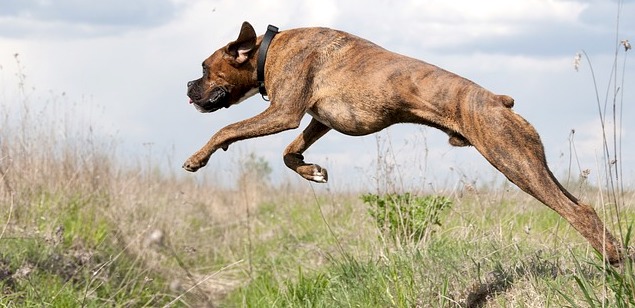 прыжки собаки