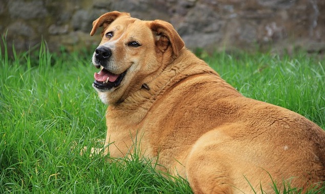 собака с избыточным весом
