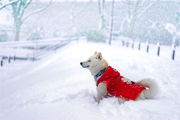 зимняя активность собаки на открытом воздухе