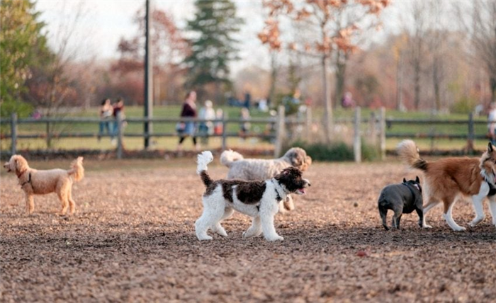альтернативы паркам для собак