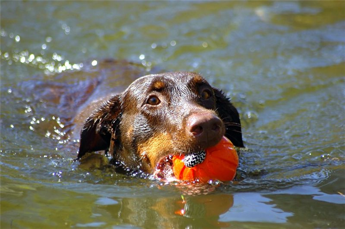 Возьмите собаку поплавать