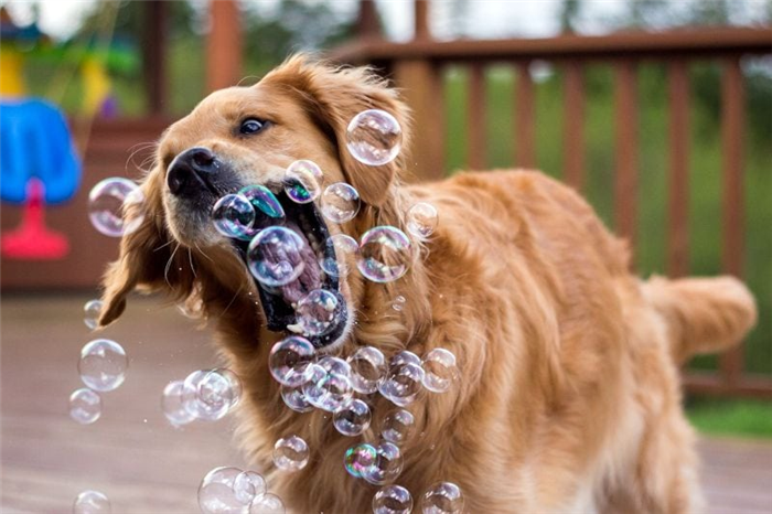 собака играет с пузырями