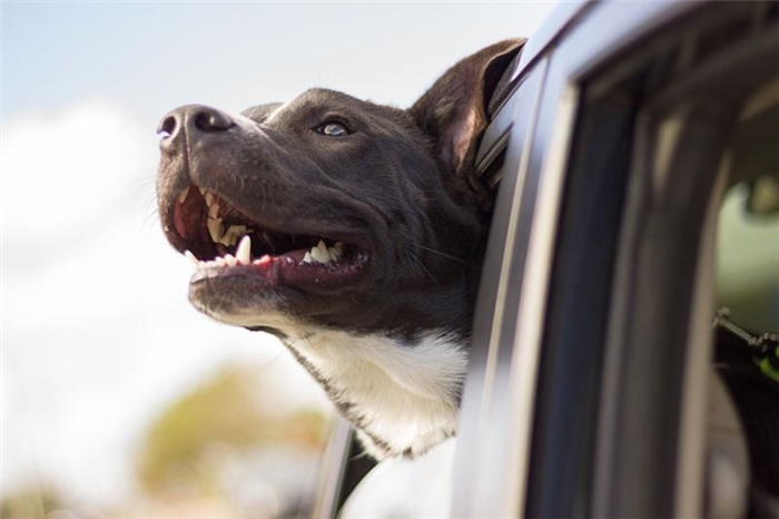 безопасность собаки в автомобиле