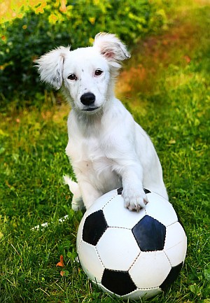 футбольный мяч для вашей собаки