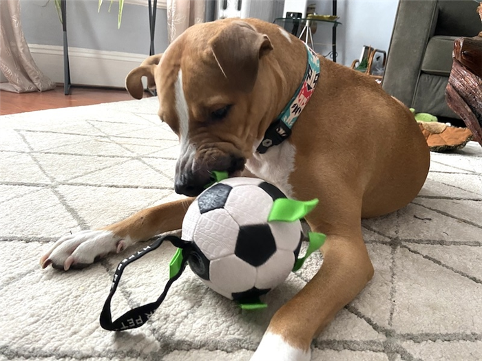 футбольный мяч для собак