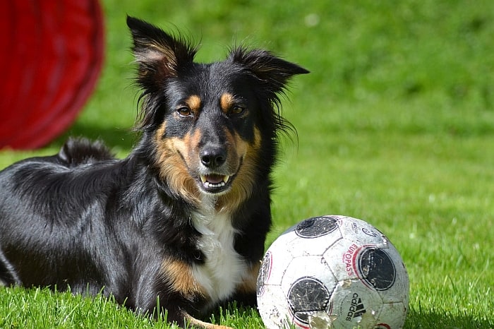 dog-friendly-soccer-ball