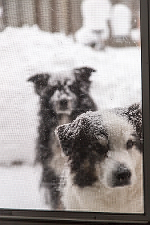 дверь-экран для собак