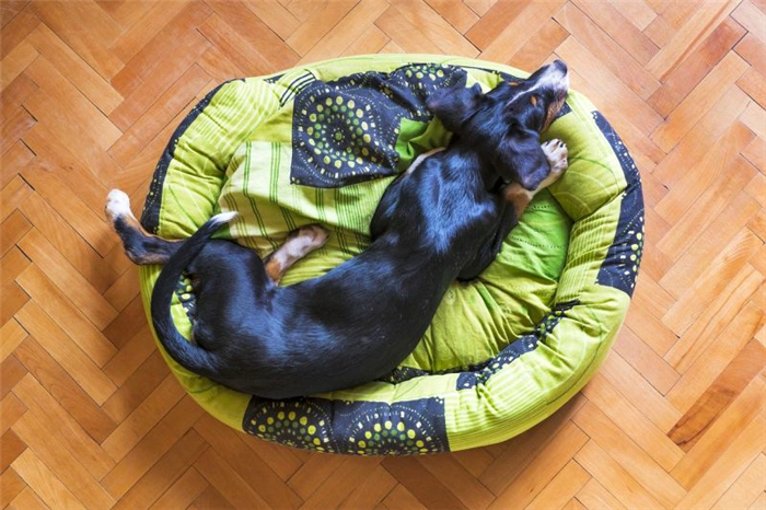 лежаки для собак из переработанных материалов 