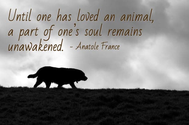 цитаты о потере животных