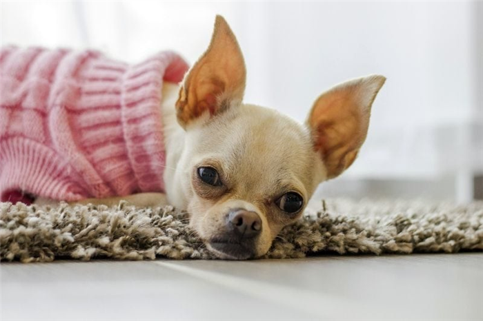 Приучение собаки лежать на коврике