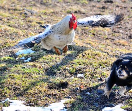 как остановить собаку от убийства цыплят