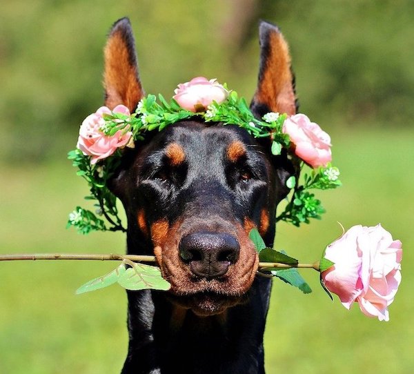цветочный венок для собак