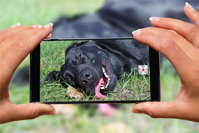 Использование телефона для фотографий собак