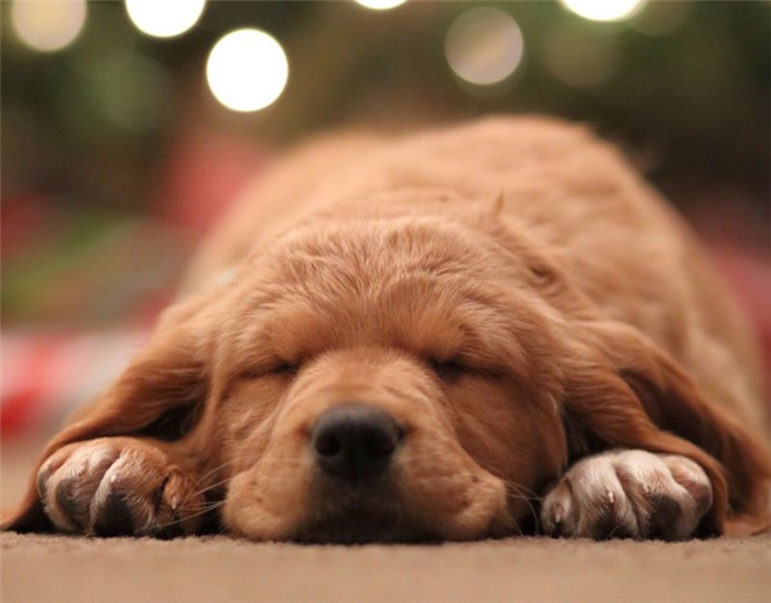 Многие собаки спят на животе