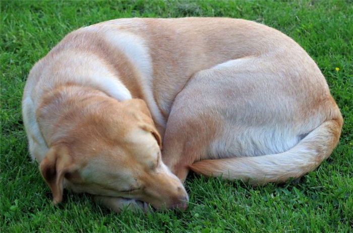 Многие собаки любят спать, свернувшись калачиком