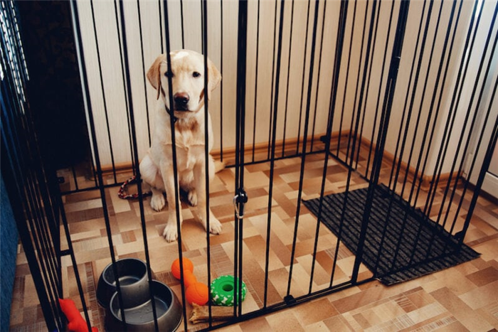 собака в клетке