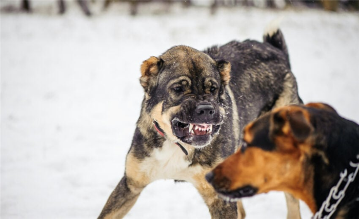 собака агрессивна по отношению к другой собаке в доме