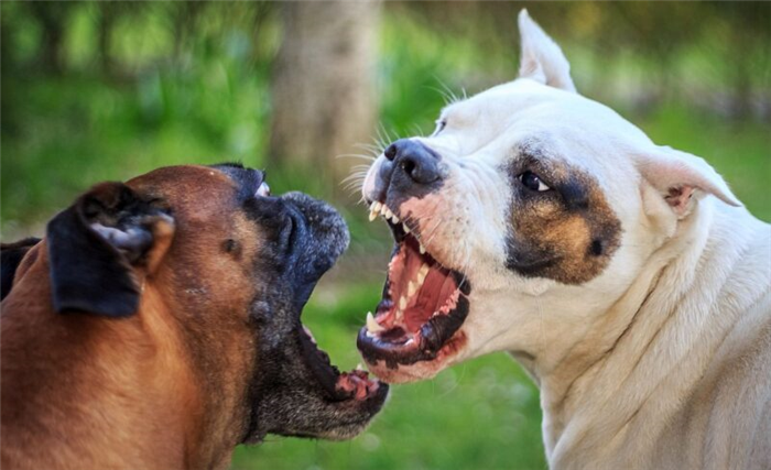 агрессия со стороны собак, живущих вместе