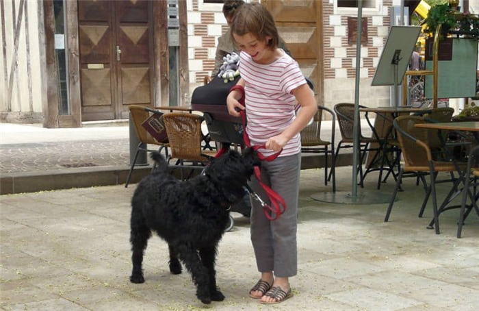 ребенок дрессирует собаку