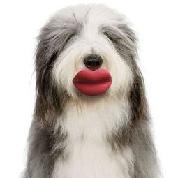 Смешные губы для фото собак
