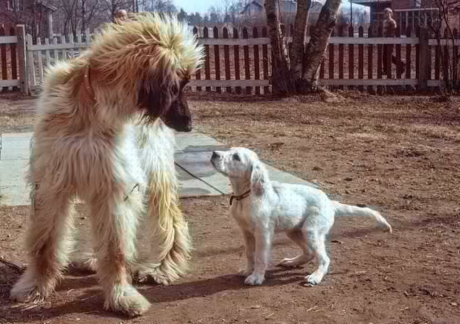 собака-щенок-ревность