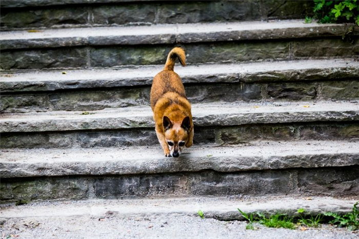 лестницы пугают некоторых собак