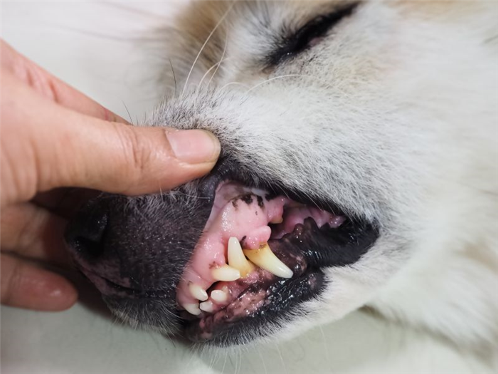 собачьи зубы