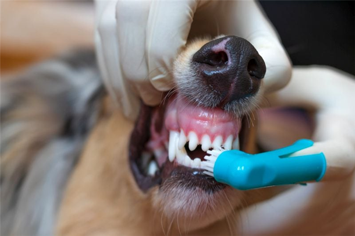 уход за зубами собаки