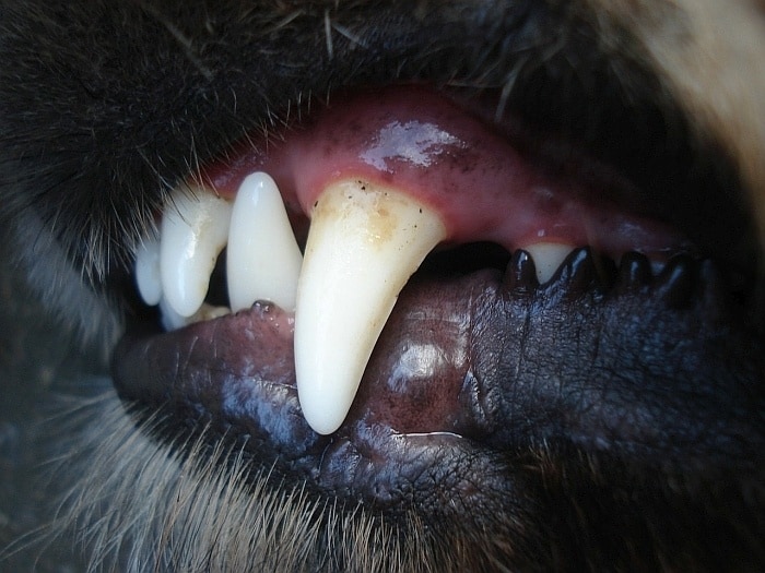 чистка зубов у собак