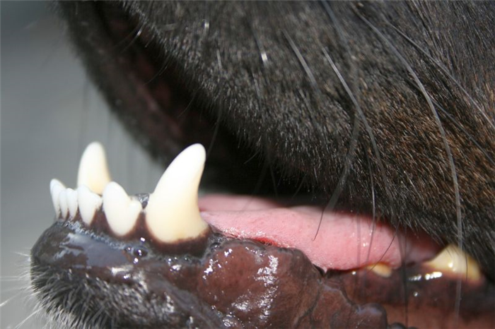 чистка зубов у собак 
