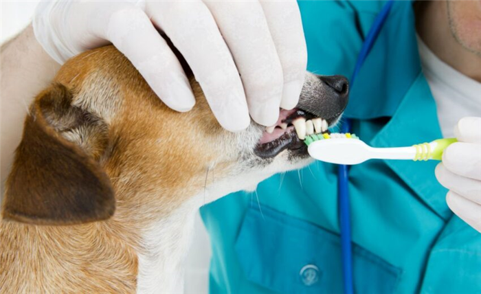 Стоимость чистки зубов у собаки