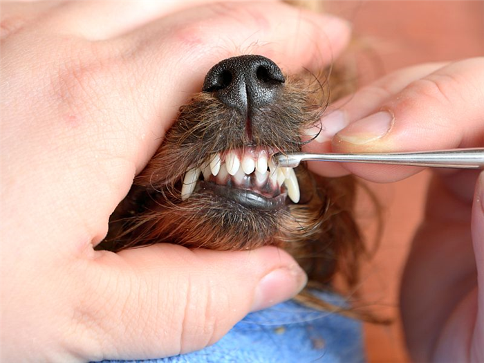 факторы, влияющие на стоимость чистки зубов у собак