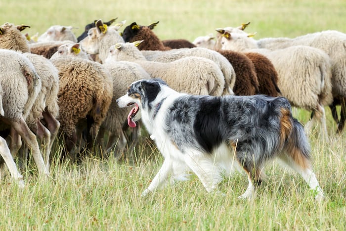 Собака породы бордер-колли пасет овец