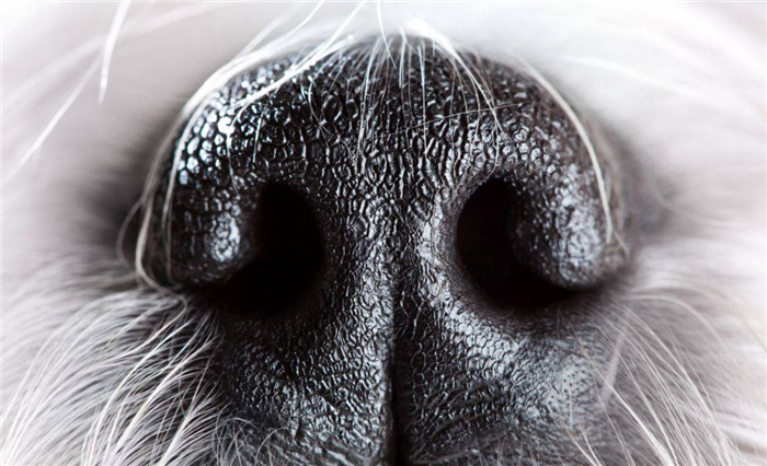 Собака с заложенным носом