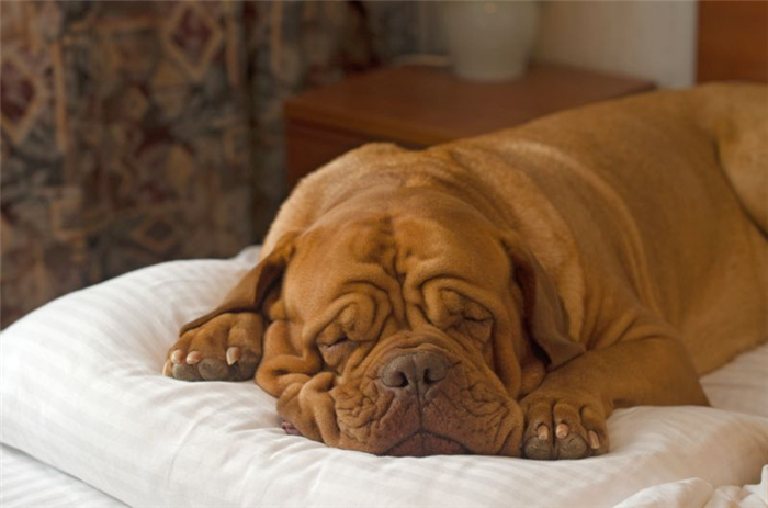 Как лечить апноэ сна у собак