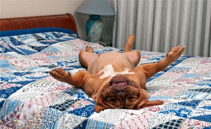 Может ли у собак быть апноэ во сне