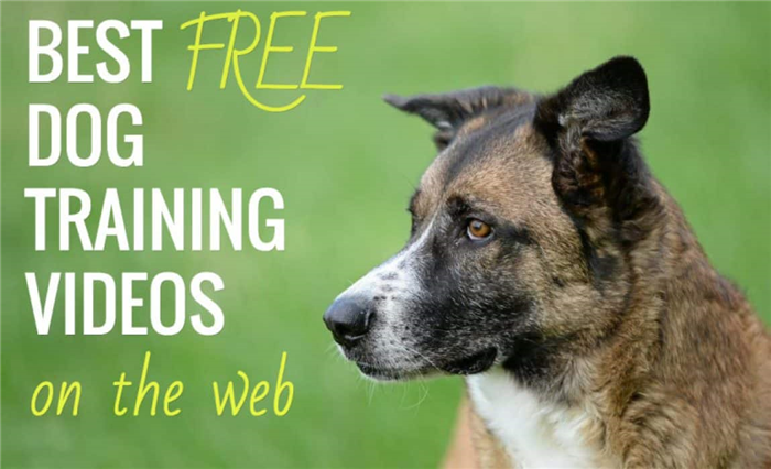 лучшие бесплатные онлайн видео по дрессировке собак