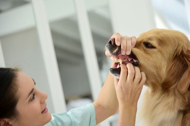 Вручную давать собаке лекарство