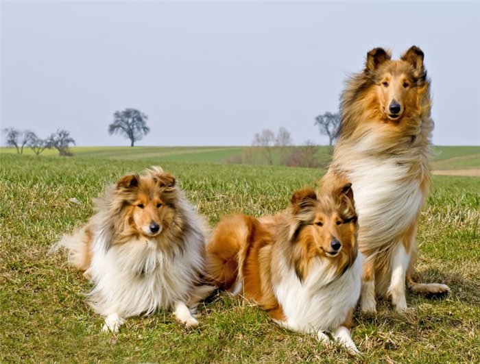 Колли - отличные семейные собаки