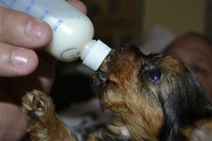 кормление собаки из бутылочки