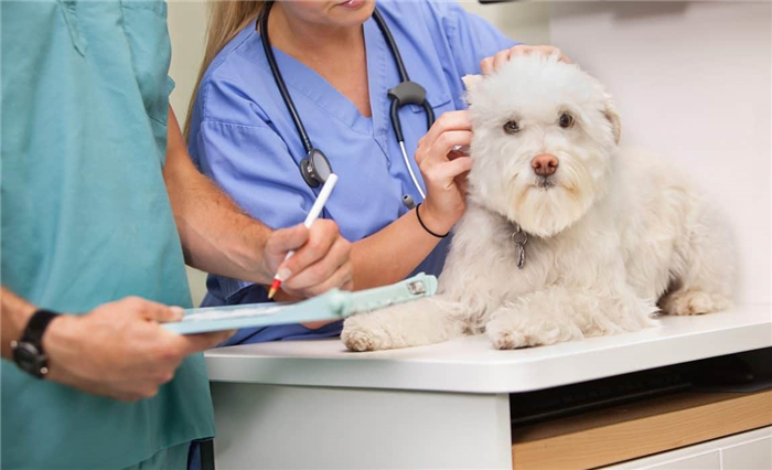 лечение стригущего лишая у собак
